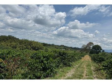 Se Vende Finca Cafetera Entre Alcala y Quimbaya