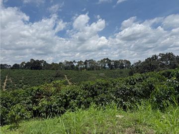 Se Vende Finca Cafetera Entre Alcala y Quimbaya