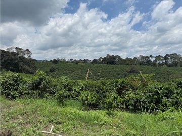 Se Vende Finca Cafetera Entre Alcala y Quimbaya