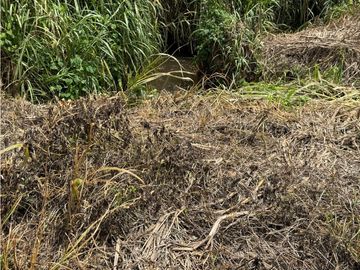 Se Vende Finca Cafetera Entre Alcala y Quimbaya