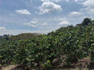 Se Vende Finca Cafetera Entre Alcala y Quimbaya