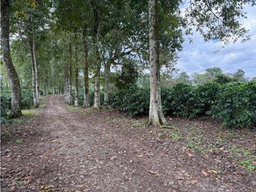 Se Vende Finca Cafetera Entre Alcala y Quimbaya