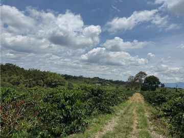 Se Vende Finca Cafetera Entre Alcala y Quimbaya