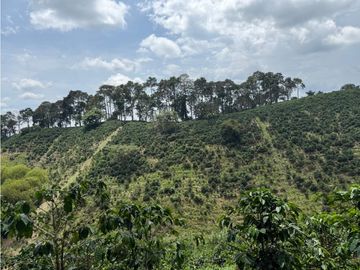 Se Vende Finca Cafetera Entre Alcala y Quimbaya