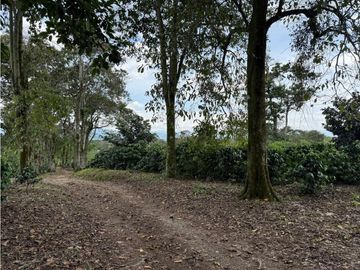 Se Vende Finca Cafetera Entre Alcala y Quimbaya