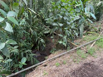 Se Vende Finca Cafetera Entre Alcala y Quimbaya