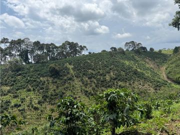 Se Vende Finca Cafetera Entre Alcala y Quimbaya