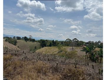 Se Vende Finca Cafetera Entre Alcala y Quimbaya