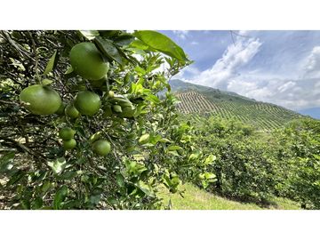 VENTA DE FINCA EN GENOVA, QUINDO, COLOMBIA