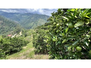 VENTA DE FINCA EN GENOVA, QUINDO, COLOMBIA