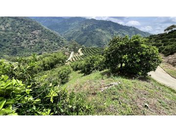 VENTA DE FINCA EN GENOVA, QUINDO, COLOMBIA