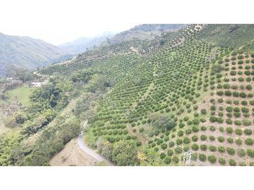 VENTA DE FINCA EN GENOVA, QUINDO, COLOMBIA
