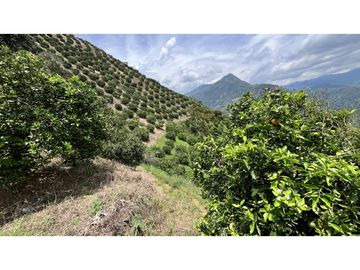 VENTA DE FINCA EN GENOVA, QUINDO, COLOMBIA