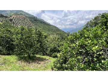 VENTA DE FINCA EN GENOVA, QUINDO, COLOMBIA