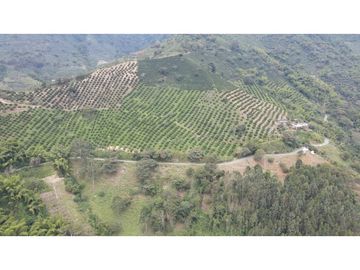 VENTA DE FINCA EN GENOVA, QUINDO, COLOMBIA