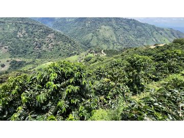 VENTA DE FINCA EN GENOVA, QUINDO, COLOMBIA
