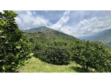 VENTA DE FINCA EN GENOVA, QUINDO, COLOMBIA