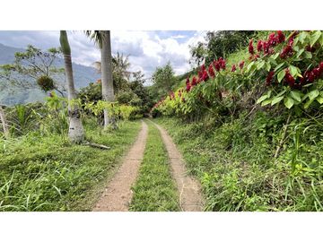 VENTA DE FINCA EN GENOVA, QUINDO, COLOMBIA