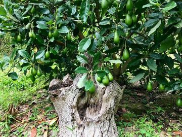 Terreno en Guayllabamba con escrituras y árboles de aguacate