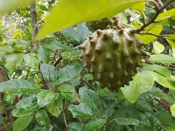 Terreno en Guayllabamba con escrituras y árboles de aguacate