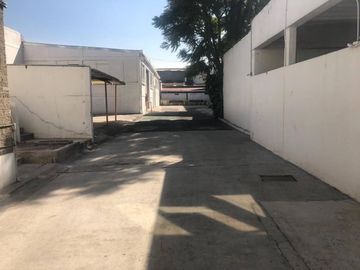 Alce blanco VENTA