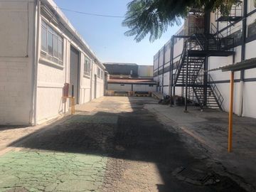 Alce blanco VENTA