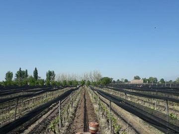 FINCA 2,6 HAS. DE MALBEC CON TELA