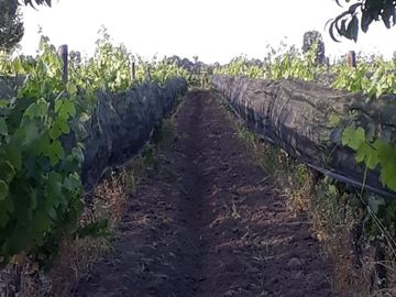 FINCA 2,6 HAS. DE MALBEC CON TELA