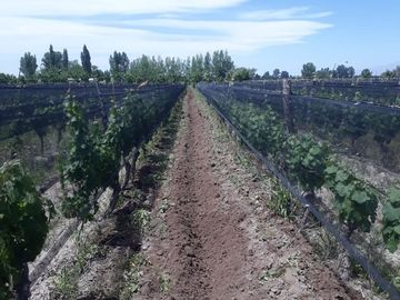 FINCA 2,6 HAS. DE MALBEC CON TELA
