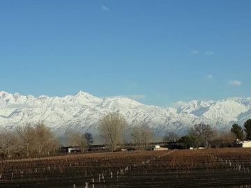 FINCA 2,6 HAS. DE MALBEC CON TELA