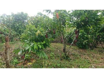 Se Vende 357 Has De Hacienda Productiva Quinindé