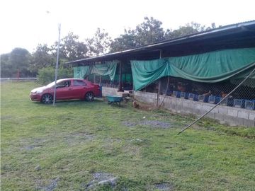 SE VENDE  FINCA PLANA CON CASA y CON GALERA PARA 2500 AVES 2 HECTREAS