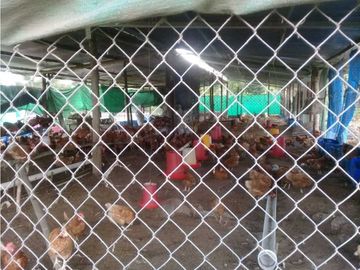 SE VENDE  FINCA PLANA CON CASA y CON GALERA PARA 2500 AVES 2 HECTREAS