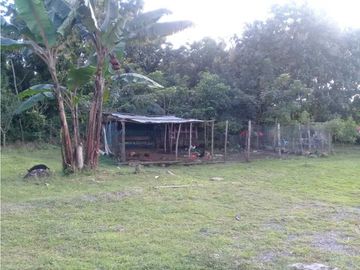 SE VENDE  FINCA PLANA CON CASA y CON GALERA PARA 2500 AVES 2 HECTREAS