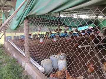 SE VENDE  FINCA PLANA CON CASA y CON GALERA PARA 2500 AVES 2 HECTREAS