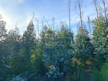 Sitio en Venta en QUILQUELT, Santa Juana