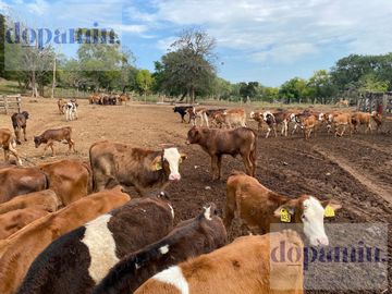 Rancho en Venta en Aldama