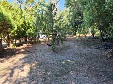 Casa y Parcela de 1 Hectárea en sector San Antonio Encina