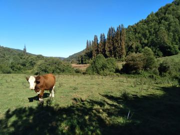 Fundo de 508 Hectàreas app, en Alto Pejerrey