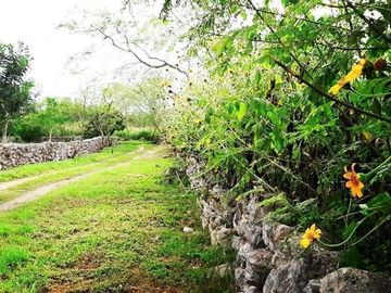 EN VENTA HERMOSA HACIENDA KANYUYUN| CARRETERA TIXKOKOB