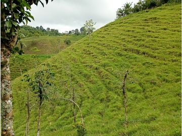 Venta Finca Filandia Quindio - Colombia COD: 8975599