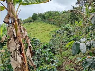 Venta Finca Filandia Quindio - Colombia COD: 8975599