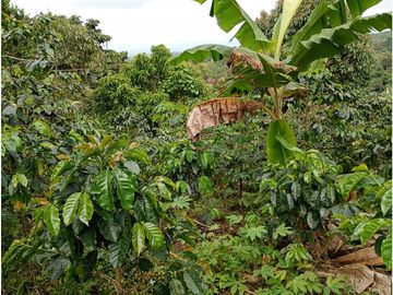 Venta Finca Filandia Quindio - Colombia COD: 8975599