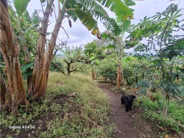 Venta Finca Filandia Quindio - Colombia COD: 8975599