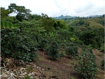 Venta Finca Filandia Quindio - Colombia COD: 8975599