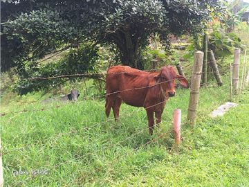 Venta Finca Filandia Quindio - Colombia COD: 8975599