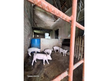 Venta Finca Filandia Quindio - Colombia COD: 8975599