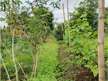 Venta Finca Filandia Quindio - Colombia COD: 8975599