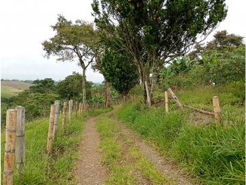 Venta Finca Filandia Quindio - Colombia COD: 8975599