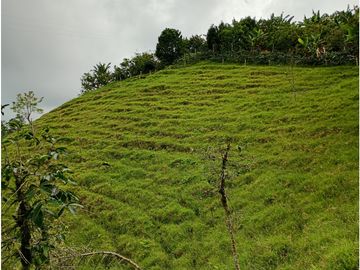 Venta Finca Filandia Quindio - Colombia COD: 8975599